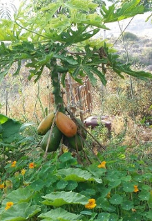 Papayas