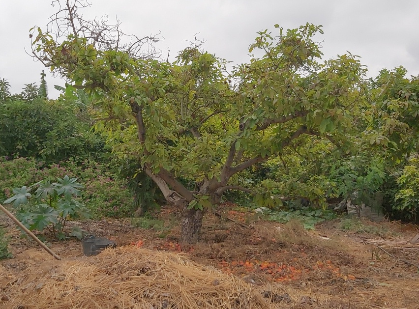 Avocadobaum mit Mulch drumherum 